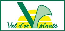 V Val d'or plants