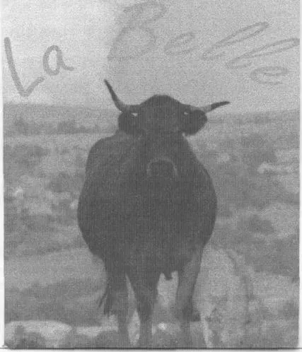 LA BELLE