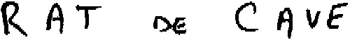 RAT DE CAVE