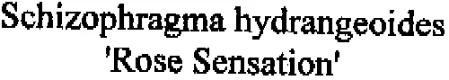 Schizophragma hydrangeoides 'Rose Sensation'