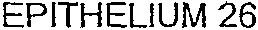 EPITHELIUM 26