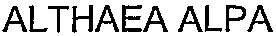 ALTHAEA ALPA