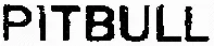 PITBULL