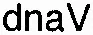 dnaV
