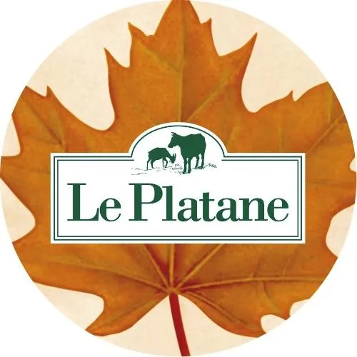 LE PLATANE