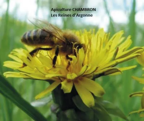 APICULTURE CHAMBRON LES REINES D ARGONNE