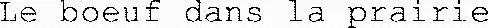 Le boeuf dans la prairie