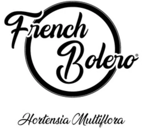 French Bolero Hortensia Multiflora