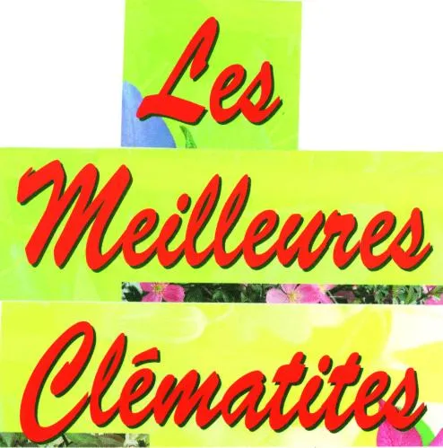 LES MEILLEURES CLEMATITES