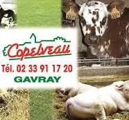 COPELVEAU