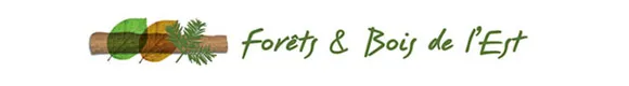 FORET D'ICI (COFOLOR)