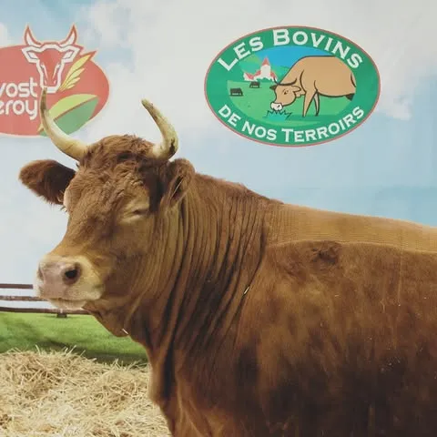 LES BOVINS DE NOS TERROIRS