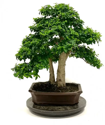 SARL BONSAIS B.MITTON