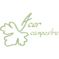 ACER CAMPESTRE (ACER CAMPESTRE)