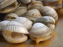 COQUILLAGES DE LA BAIE DE SOMME