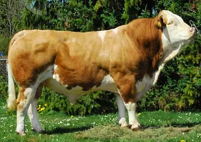 SIMMENTAL FRANCE UNION DE COOPERATIVES AGRICOLES