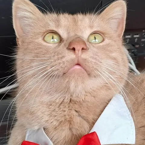 VETERINAIRES DU FREMUR