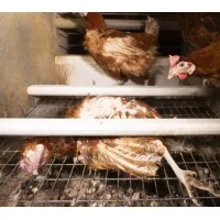 GROUPE PAMPR'OEUF
