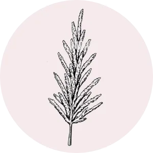 GUTENDEV