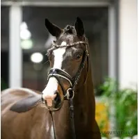 APPLICAT HORSES