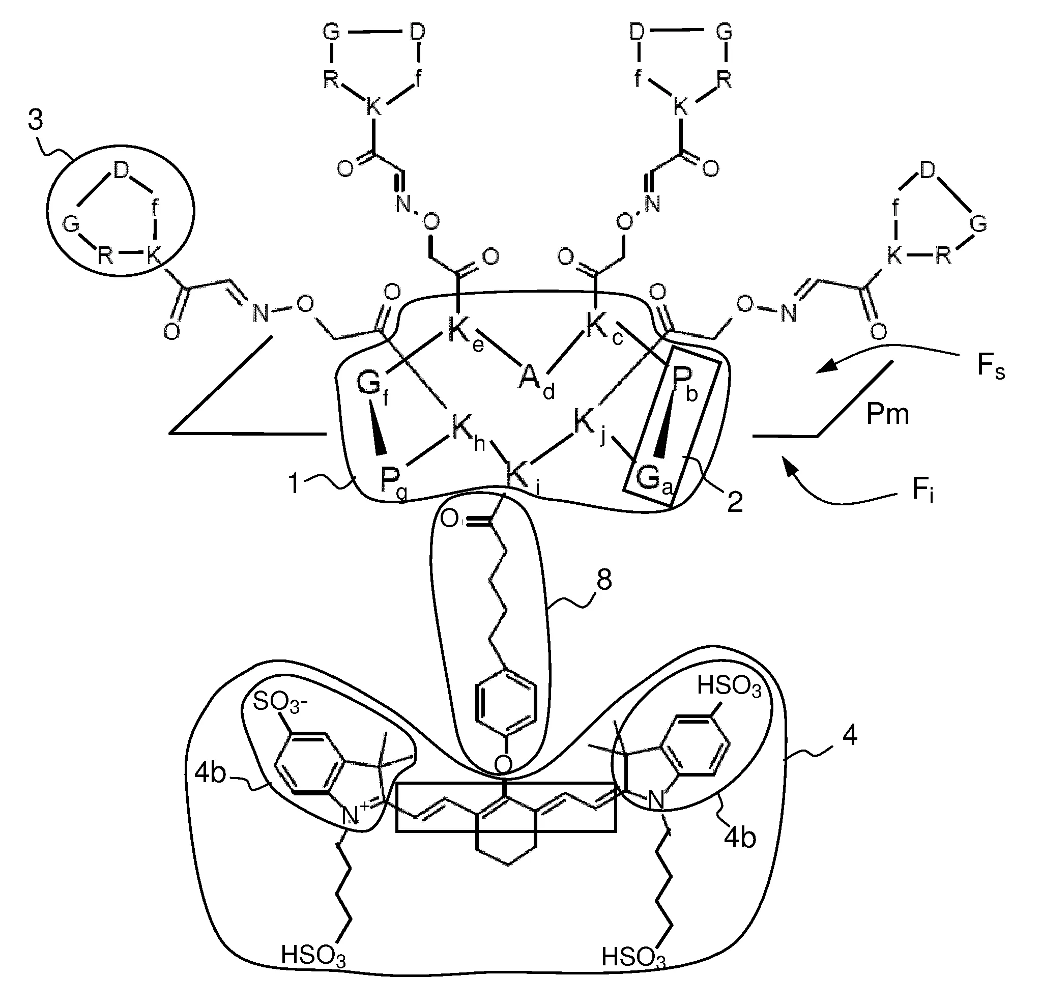 Traceur fluorescent ciblant multivalent optimise.